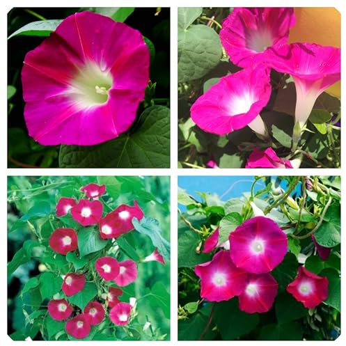 Semi fiori Ipomea o Campanella rosa In Busta Ermetica pianta rampicante pergole gazebo, Pink Morning Glory Seeds