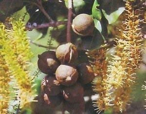 Nueces de macadamia HAWAIANOS ~ crecer árboles TUERCA DE SEMILLAS