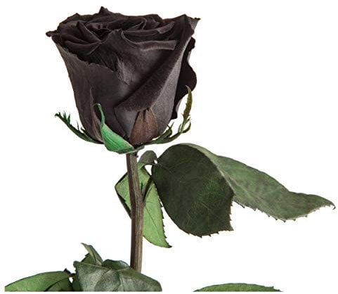 Infinity Rose Schwarz - echte ewige Rose mit Stiel 45-50cm lang haltbar 3 Jahre - Blumen Schwarze Deko Geschenke für Frauen zum Geburtstag - Beste Freundin Geschenke (Schwarz)