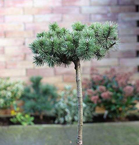 Hochstamm Zwergkiefer Humpy 40-60cm - Pinus mugo - lebende Gartenpflanze aus den Baumschulen