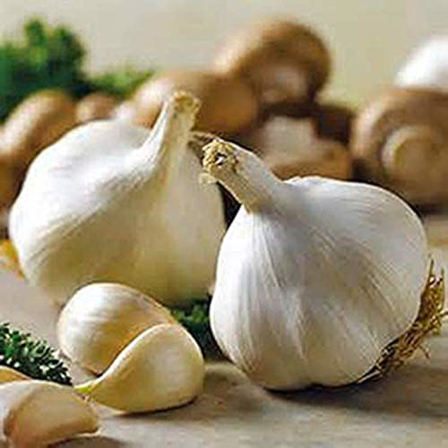 FRESH HIMALAYAS Organic Garlic 15 Bulbs Grew ON HIGH Altitude Fresh Himalayan Garlic Bulb for Spices & Health Benefits Planting & Growing Your OWN - Product of MT. Everest Country, Nepal
