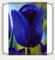 Tulpenzwiebeln-Winterhart MehrjäHrig,Tulpenzwiebeln Winterhart,Tulpen Pflanzen,Tulpenzwiebeln Winterhart Aus Holland,In Töpfe Pflanzen,Zuverlässiger Verkäufer-8zwiebeln-c