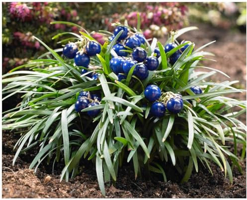 3 x Ophiopogon japonicus 'Nana' (Ziergras/Staude/Winterhart/Mehrjährig/Bodendecker/Immergrün) Zwerg Schlangenbart - Kompakte Schönheit für stilvolle Flächen - Japangarten - von Stauden Gänge