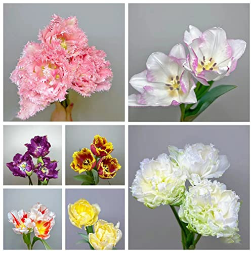 Tulpenzwiebeln zum Pflanzen – 20 Stück (Mischung) – Blumenzwiebeln – Werten Sie Ihre Außendekoration mit wunderschönen Tulpenzwiebeln zum Pflanzen im Herbst auf