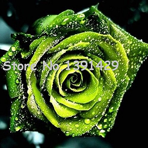 11.11 Auf chinesische grünen Rosen-Samen Liebhaber Golden Green Rose Samt stark duftende Gärten Rosen-Blumen-120 Samen / Beutel