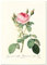 Panorama Dibond Aluminium Vintage Rose Rose 35x50 cm - Tableau Décoratif Mural - Tableau Plantes Vertes