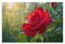 UENDOKRNN Rosa rossa Quadro Su Tela Quadri Moderni fiore Murale Per Camera Da Letto, Cucina, Sala Da Pranzo E Bagno Tela Alta Qualità 08x12inch(20x30cm)