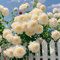 100 samen Weiße kletterrosen winterhart duftend，rosen pflanzen，kletterpflanzen winterhart mehrjährig，für Balkon, Garten, Wand und Fenster-Pflanzen in Top Qualität