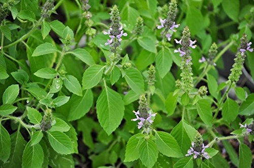 100 Semillas de albahaca (Ocimum Santo tenuiflorum)