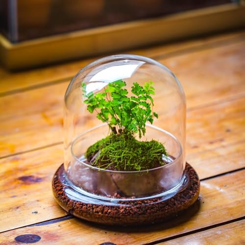 VULCABESO Dôme décoratif en verre transparent – 15 x 15 x 14,5 cm – Cloche cloche en verre avec base – Récipient de terrarium en verre pour la maison (plantes non incluses)