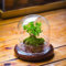 VULCABESO Dôme décoratif en verre transparent – 15 x 15 x 14,5 cm – Cloche cloche en verre avec base – Récipient de terrarium en verre pour la maison (plantes non incluses)