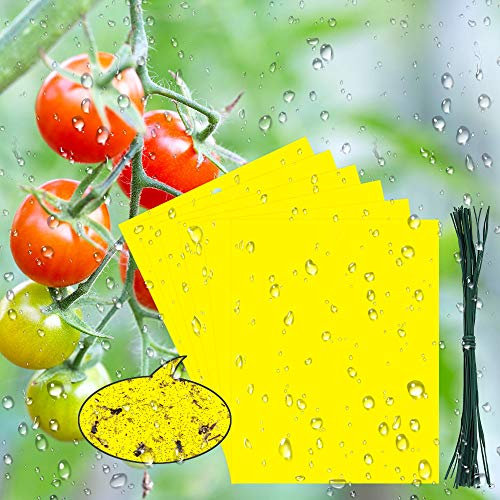 BUZIFU 30 Stücke Fliegenfänger Sticker, Klebrige Insektenfallen, Insektenfänger, Fliegenfalle mit 20cm Kabelbinder, Gelbtafeln Fliegenfallen zum Schutz von Obstplantagen und Zierpflanzen, 19.5X 15 cm