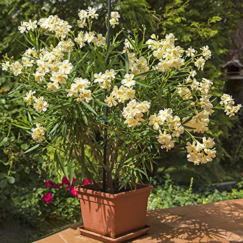 Oleander Hardy/Pianta di oleandro,semi di fiori,semi di bonsai Fiori di oleandro Piante resistenti per giardino Piante da balcone Semi di fiori recisi-20 pezzi(giallo)
