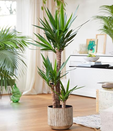 BALDUR Garten 1x Yucca Palme, Pflanze im 26 cm-Topf, ca 120 cm hoch, imposant mit 3 Stämmen, exotisches Flair für Wohnung & Büro, geringer Wasserbedarf, pflegeleicht