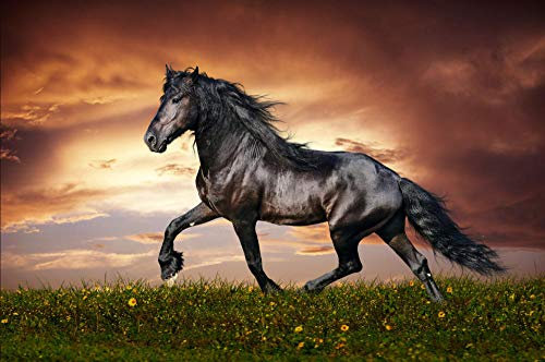 ZZXSY Rätsel Erwachsene Puzzle 1000 Teile Schwarzes Pferd Puzzle Für Jung Und Alt