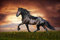 ZZXSY Rätsel Erwachsene Puzzle 1000 Teile Schwarzes Pferd Puzzle Für Jung Und Alt
