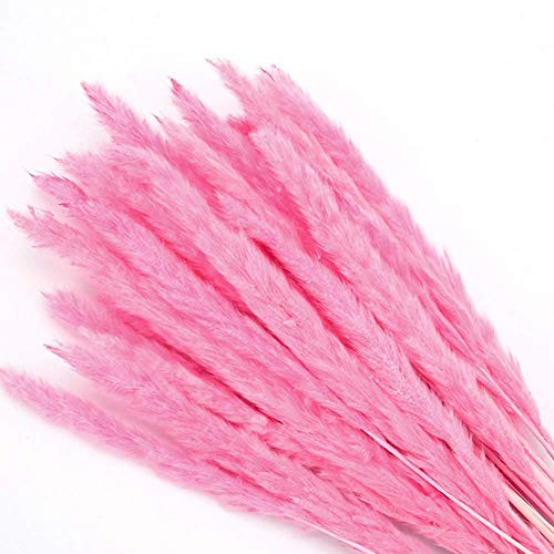 YIWOYI Pampasgras, groß, getrocknetes Pampasgras, dekorative Phragmiten, natürliche helle Farbe, Hochzeitsblumenstrauß, natürlich getrocknetes Gras, Blume, schönes Schilf (Pink)