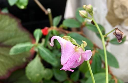 Impatiens insignis | 9cm Potted Plant
