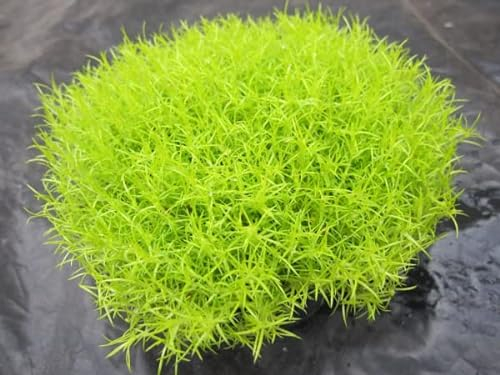 Sagina subulata aurea - Gold - Sternmoos - immergrün