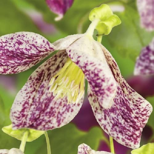 2 X Clematis Freckles (Waldrebe) - Glockenförmige cremefarbene Blüten mit dunkelrot-rosa Sprenkeln | 2-er set Mehrjährig blühende Kletterpflanze - Immergrün/Wintergrün - 2 X 1,5 Liter Töpfe