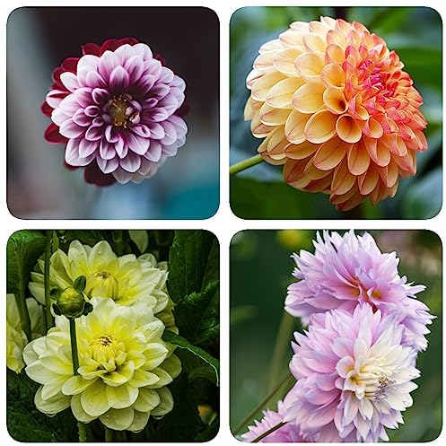 2 Pcs dahlien knollen kaufen winterhart, blumenzwiebeln mehrjährig winterhart dahlien zwiebeln winterhart mehrjährig, winterfeste pflanzen für balkon blumendeko exotische pflanzen