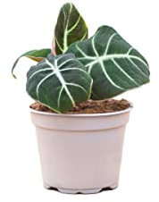 PLNTS - Alocasia Black Velvet (Pfeilblätter) - Zimmerpflanzen, Pflanzen Echt, Nachhaltige Verpackung Reginula- 12cm Topf - Höhe 20cm - Direkt von der Gärtnerei