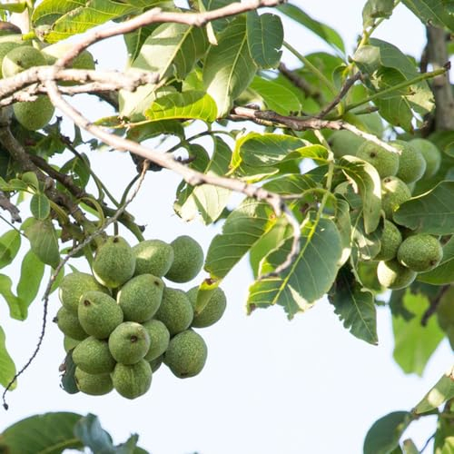 6 Pcs Walnussbaum Pflanze Samen, Nuts Nuss, Walnüsse Bio Baumsamen Bäume Garten Winterhart, Winterfeste Pflanzen Für Balkon Walnuss - Juglans Regia - Winterharte Pflanzen Für Garten,