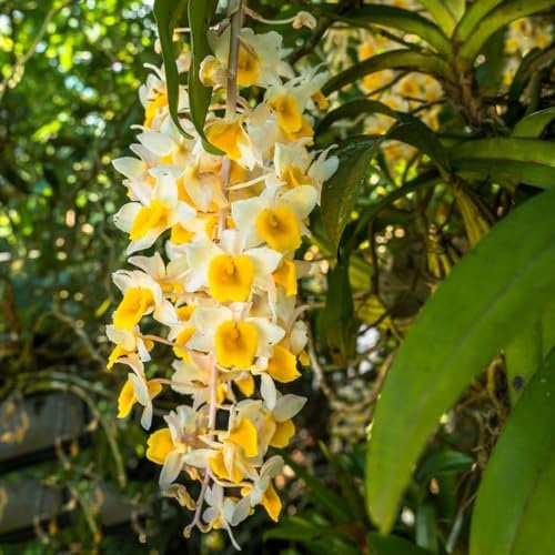 500 pcs Dendrobium samen - balkonpflanzen winterhart winterharte balkonpflanzen orchideen orchidee,Dendrobium nobile winterharte kübelpflanzen gartenblumen pflanzensamen winterfeste