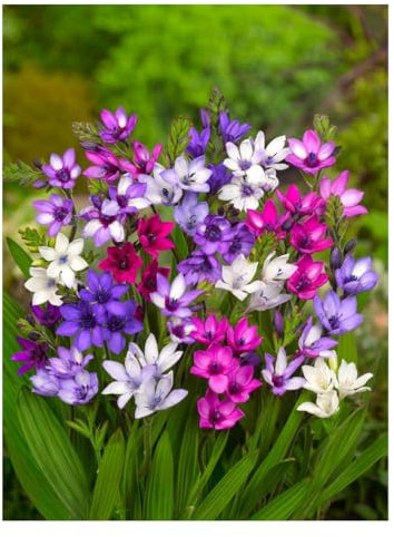 10 x Babiana Stricta Mixed Bulbs Baboon Flower Fragrant Summer Flowering Garden Perennial Plant