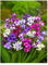 10 x Babiana Stricta Mixed Bulbs Baboon Flower Fragrant Summer Flowering Garden Perennial Plant