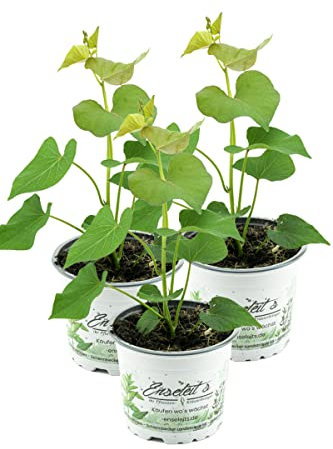 3er Set Süßkartoffel Pflanze Ipomea batata, Gemüse Pflanze, Aus Nachhaltigem Anbau!