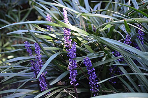 Stauden Gänge 3 x Liriope muscari ‚Moneymaker' im 1 Liter Topf (Ziergras/Staude/Winterhart/Mehrjährig/Stauden/Immergrün) Lilientraube - Pflegeleicht, robust und immer ein Gewinn