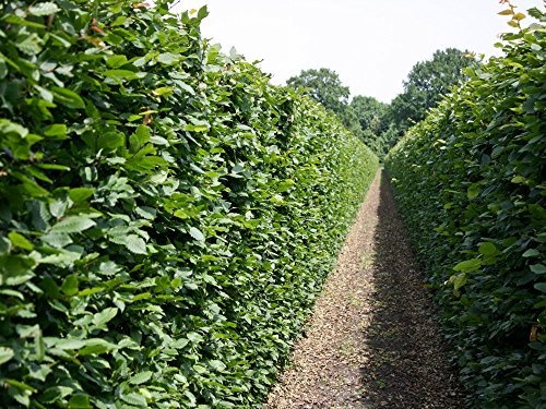 10 Stk. Hainbuche Hainbuchenhecke Containerware 80-100 cm hoch - Carpinus betulus - Garten von Ehren®
