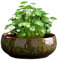 Lotus Pflanze Blumenschale, Vintage Ceramics Blumentöpfe für Lotusblume, Großkaliber Hydrokultur Bonsai Schale, Narzisse Topf Schale Seerose Sukkulente Haushalt einfaches Keramik-Becken (grün)