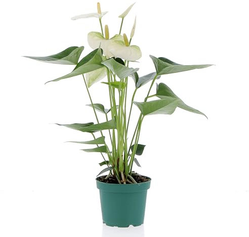 KENTIS - Anthurium Bianco Pianta Vera - Anturio - Piante Fiorite da Interni Purifica Aria - Appartamento - H 35/45 cm Vaso Ø 12 cm