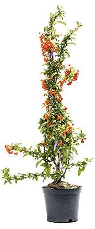Feuerdorn Orange Glow, 40-60 cm, Zierstrauch wintergrün-winterhart, Busch für Sonne-Halbschatten, Heckenpflanzen weiß blühend, Pyracantha, im Topf