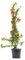 Feuerdorn Orange Glow, 40-60 cm, Zierstrauch wintergrün-winterhart, Busch für Sonne-Halbschatten, Heckenpflanzen weiß blühend, Pyracantha, im Topf
