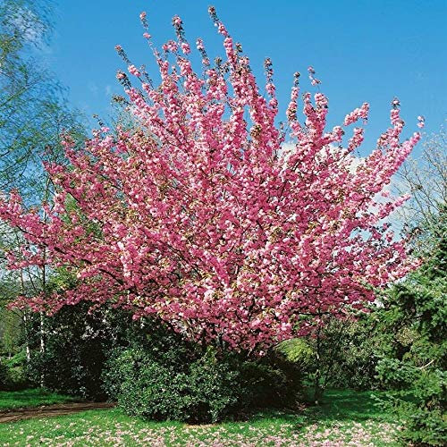 Prunus serrulata Kanzan auf Stamm - Japanische Nelkenkirsche (Höhe: 170-180 cm/Sth. 120 cm) + Dünger