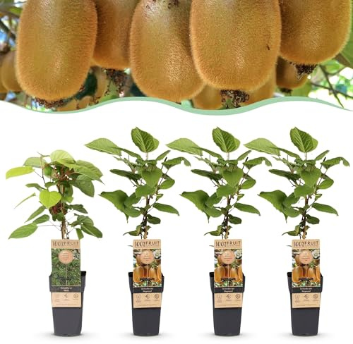 Green boutiQ - Obstpflanze - Actinidia Weiki & Hayward - Kiwi-Pflanze - 1 Männliche - 3 Weibliche - Pflanzen - Grün - Topf 15cm - Höhe 50cm