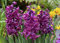 100 PC-Hyazinthe Samen Gartenhyazinthe Indoor Grünpflanzen, Blumen Pflanzen, einfach zu wachsen, DIY Hausgarten Topfpflanze 1