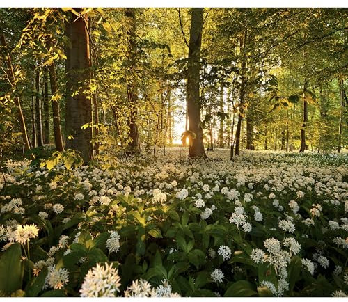 decomonkey Fototapete Wald Natur 300x210 cm XXL Tapete Wandbild Bild Fototapeten Tapeten Wandtapete Wandtapeten Blumen