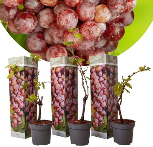 Vitis vinifera Pinot Gris - 3er Set - Weinrebe - Topf 9cm - Höhe 25-40cm