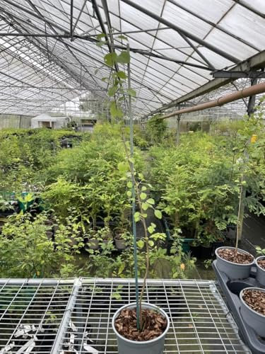 Common Pear Tree - Pyrus communis - 2L Pot 60/80cm Tall UK Grown