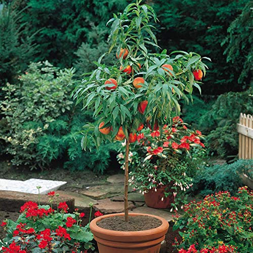 ® Raro nano albero da frutto pesca 10 semi