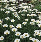 Chrysanthemum Maximum Shasta Daisy 3 x 9cm pots