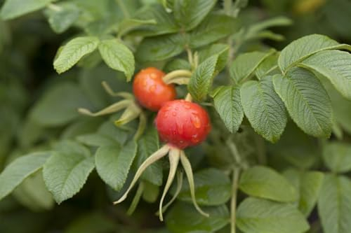Rosa rugosa 20-30 cm - Apfelrose, rosa Blüten, Blütezeit Juni-August, duftend, ideal für Hecken, pflegeleicht und winterhart