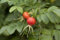 Rosa rugosa 20-30 cm - Apfelrose, rosa Blüten, Blütezeit Juni-August, duftend, ideal für Hecken, pflegeleicht und winterhart