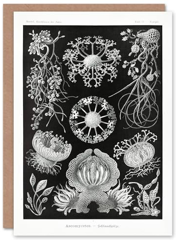 Artery8 Ernst Haeckel Art Card Ascomycetes Fungi Species Vintage