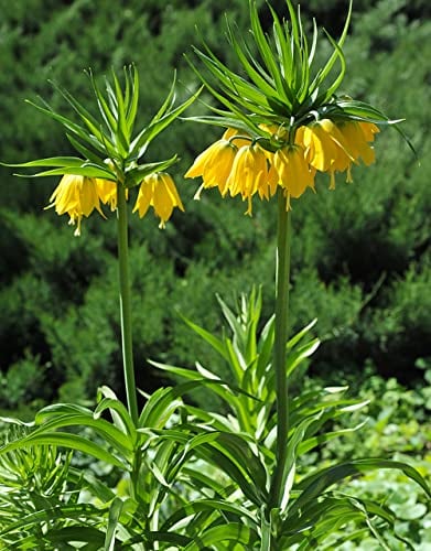 2 Stück zwiebeln kaiserkronen pflanzen knollen mehrjährig zwiebel kaiserkrone Fritillaria deko wohnzimmer modern garten geschenk kleine geschenke flower zimmerpflanze dachbegrünung blumendeko