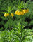2 Stück zwiebeln kaiserkronen pflanzen knollen mehrjährig zwiebel kaiserkrone Fritillaria deko wohnzimmer modern garten geschenk kleine geschenke flower zimmerpflanze dachbegrünung blumendeko